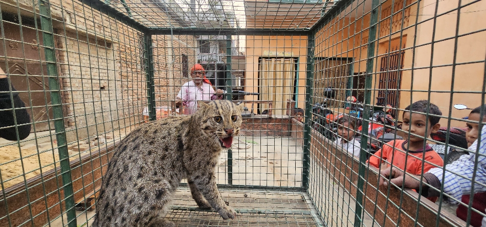 रोसड़ा बंडिहा गांव में पकड़ा गया फिशिंग कैट, वन विभाग की टीम द्वारा सुरक्षित किया गया